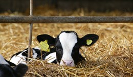 How have dairy bull calves performed at auction this year?